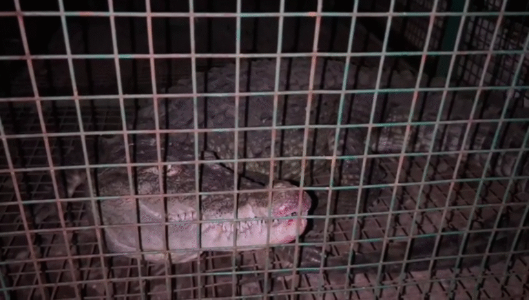 vlcsnap-2025-08-20-12h26m34s856